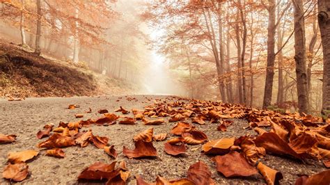 Leaves Fall On Road Hd Nature 4k Wallpapers Images