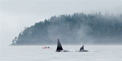 Kayaking With Orcas British Columbia Sea Kayak Adventures