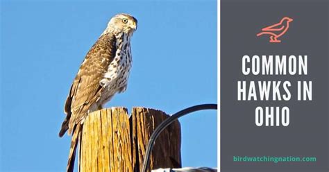 10 Diverse Species Of Hawks In Ohio To Spot In 2023
