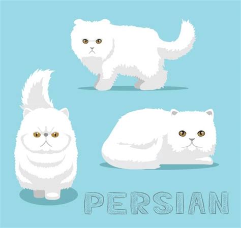 White Persian Cat Illustrations Royalty Free Vector Graphics And Clip