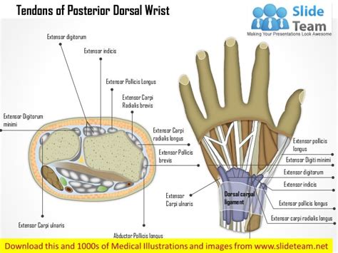 Tendons Of The Posterior Dorsal Wrist Medical Images For Power Point
