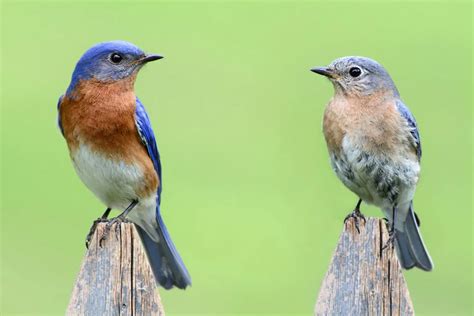 Top 20 Backyard Birds In Oklahoma Free Picture Id Printable Bird