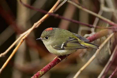 The Ruby Crowned Kinglet Tunes Up Birdnote