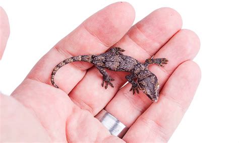 Gargoyle Gecko Pictures Az Animals