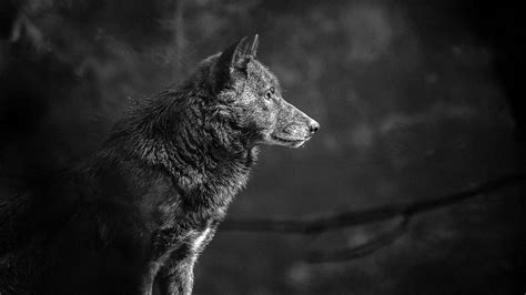 4k Wallpapers Wolf Lone Free Download
