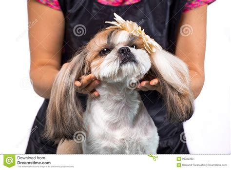 Beautiful Shih Tzu Dog At The Groomer S Hands With Comb