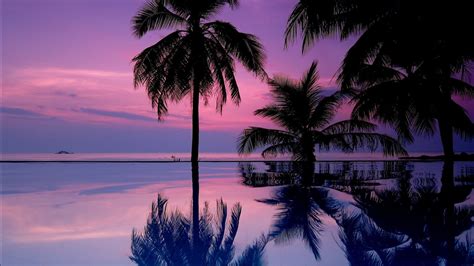 Coconut Trees Reflection On Water Under Purple Cloudy Sky Hd Nature Wallpapers Hd Wallpapers