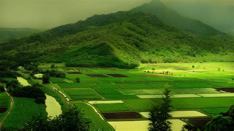 Aerial View Of Rice Fields And Green Mountains Hd Wallpaper Wallpaper