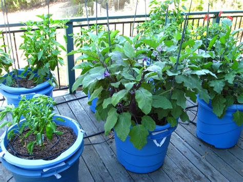 Growing Vegetables In Containers Izreal