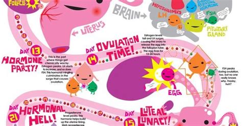 infographic on the menstrual cycle from i heart guts we ve got to teach it so we may as well