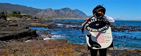Hermanus Whale Festival 2021 Cancelled Last Weekend Sept