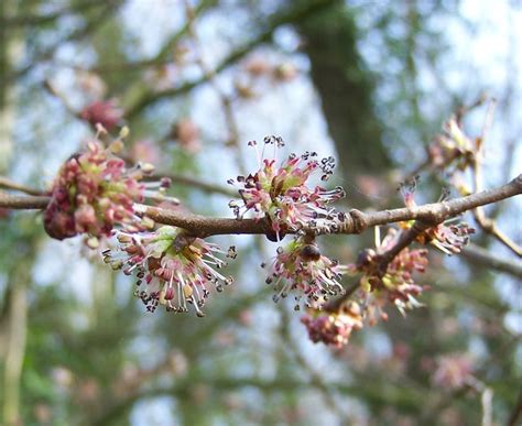 Tree Blossom English Elm Flickr Photo Sharing