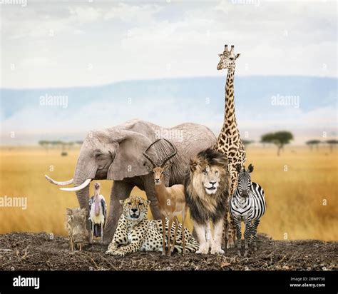 Top 110 African Safari Wild Animals