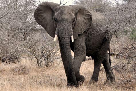 African Elephant Latest Hd Wallpapersimages 2013