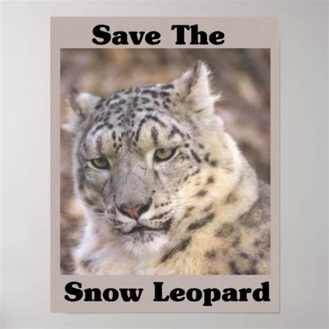 Save The Snow Leopard Poster Zazzle