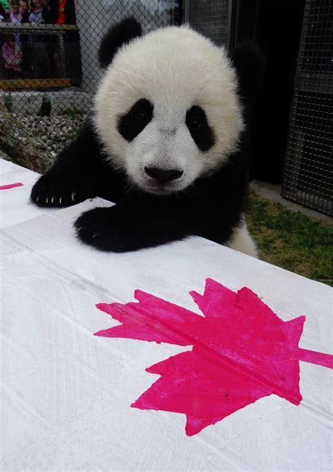 The Toronto Zoo Thetorontozoo Твиттер Toronto Zoo Panda Panda Bear