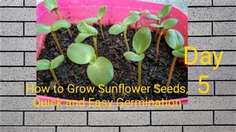 How To Plant Sunflower Seeds Quick And Easy Germination Youtube