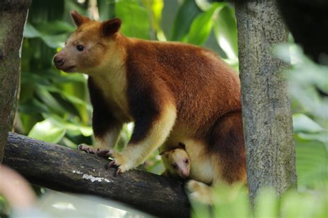 Tree Kangaroo Joey Boosts Endangered Species Zooborns