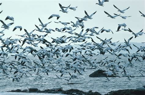 Flock Of Birds Sky Bokeh 26 Wallpapers Hd Desktop And Mobile