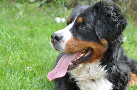 Bernese Mountain Dog Personality And Temperament Canna Pet