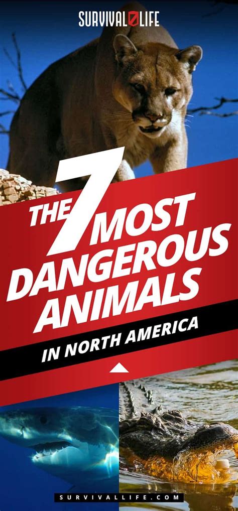 The 7 Most Dangerous Animals In North America Dangerous Animals