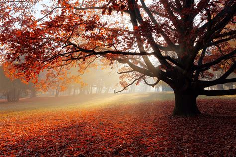 Autumn In The Park Wallpapers Wallpaper Cave