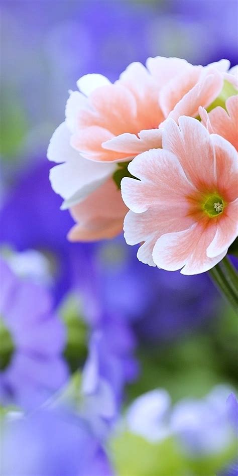 Such as in our collection of pictures of beautiful bouquets! Beautiful Flowers Wallpaper 1080x2160