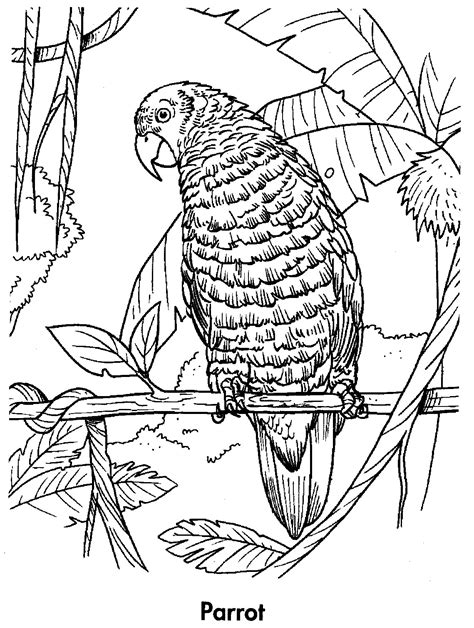 Parrot Printable Coloring Pages For Kids