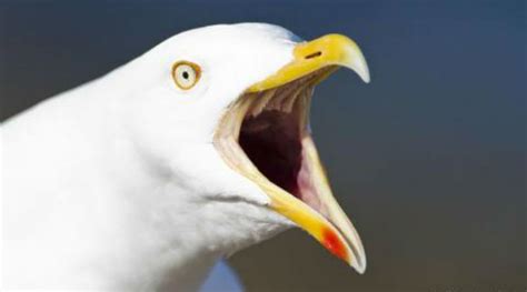 Create Comics Meme Seagull Screaming Seagull Comics Meme Arsenal Com