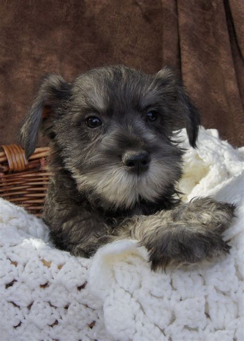 Salt Amd Pepper Miniature Schnauzer Puppies For Sale Schnauzer Puppy