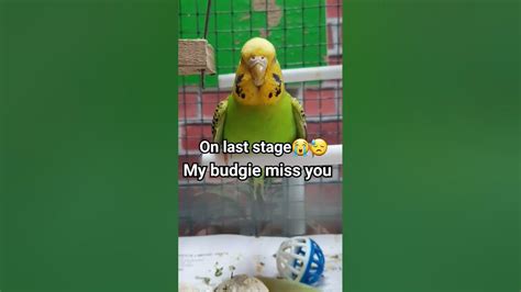 My Budgie On Last Stage 😓 Viral India Youtube Youtubeshorts