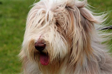 Many herding dogs are shaggy critters. All This Is That: Shaggy Dog Story No. 14: Hallowe'en