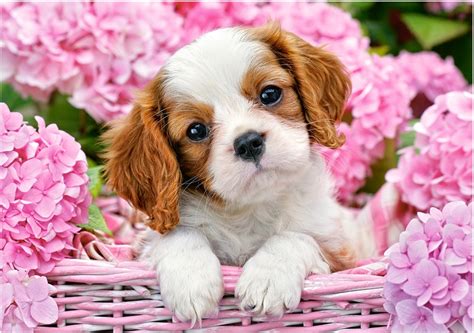 See more ideas about flowers gif, flowers, beautiful flowers. Puzzle Pup in Pink Flowers Castorland-52233 500 pièces ...