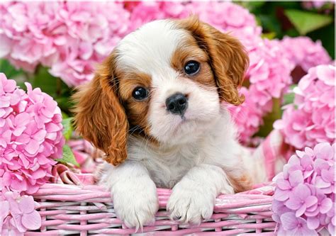 Flowers gif pink flowers gifs pink flower photos gif photo good morning greetings flowering trees princesas disney animated gif. Puzzle Pup in Pink Flowers Castorland-52233 500 pièces ...