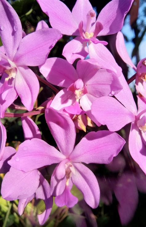 A bunch of orchid flower - Free Image by Jayasudha Bhaskaran on