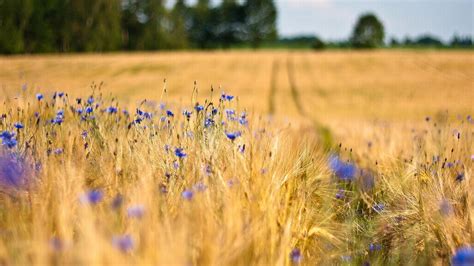 Macro Blue Flowers In The Wheat Field Hd Wallpaper Wallpaper Download
