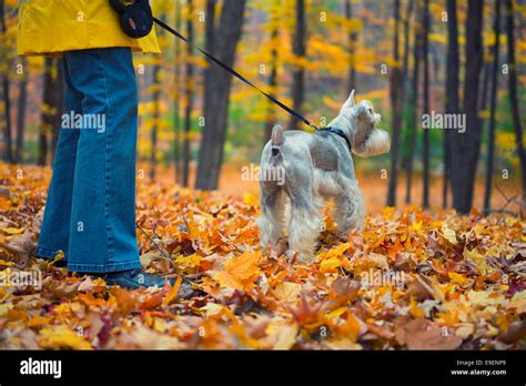 Leaves In Fall Colors Hi Res Stock Photography And Images Alamy
