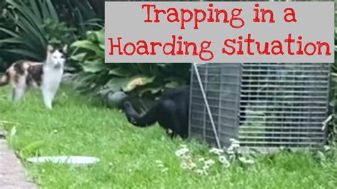 Trapping Feral Cats In A Hoarding Situation Tnr Cat Trapping Youtube