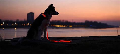 Safety Gear Tips For Walking Dogs At Night Woof Whiskers
