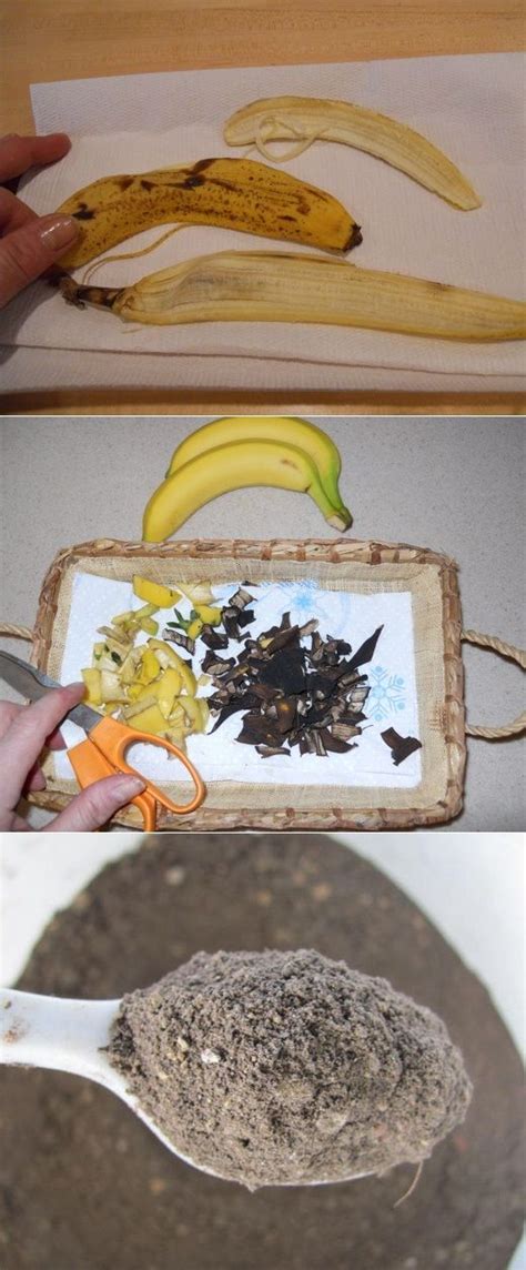 Dried Banana Peels As A Plant Fertilizer Bananas Are Not Only Wonderful