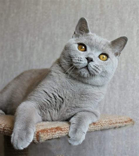 British Shorthair Boy Lilac Color 10 Months Is Offered As A Pet