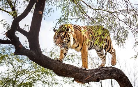 Bengal Tiger Climbing A Tree Image Abyss