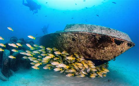 Hidden havens: Shipwreck sites provide a sanctuary for marine life