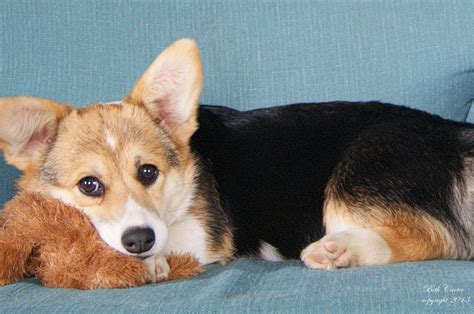 Pembroke Welsh Corgi Tricolor It Is One Of Two Breeds Known As A