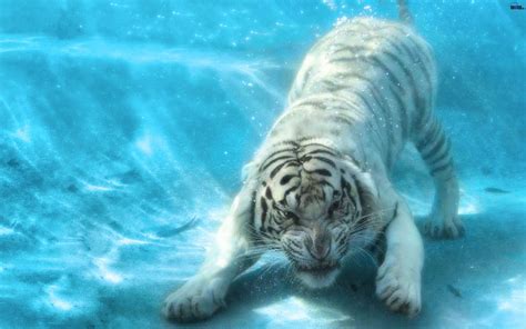 Animals Tigers Underwater Wallpaper 1680x1050 243004 Wallpaperup