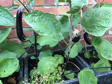 tips for growing eggplant in containers gardening know how