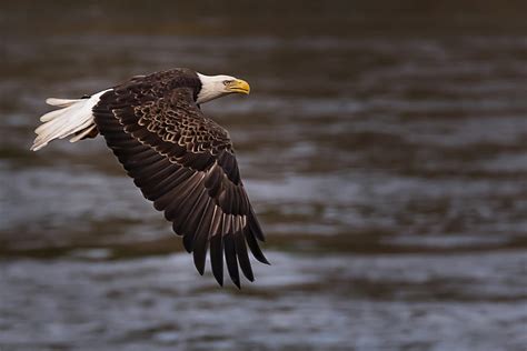 Flying Bald Eagle Over Water Photograph By Dave Zeller Fine Art America