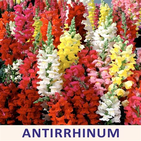 Garden Snapdragons Antirrhinum Plant At Rs 10plant In Lucknow Id