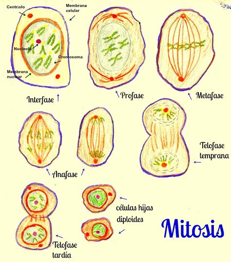 Sintético 101 Foto Dibujos De Las Fases De La Mitosis Lleno
