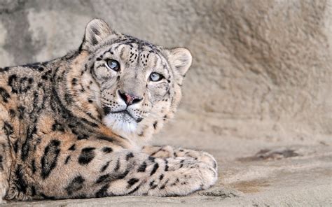 Snow Leopard With Blue Eyes Phone Wallpapers